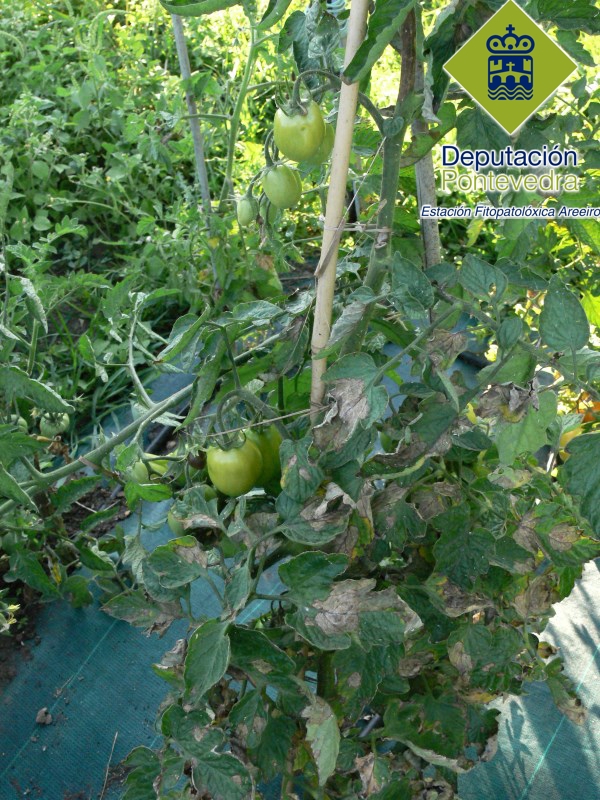 Mildiu - Mildew - Mildiu >> Planta de tomate afectada de mildiu.jpg